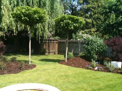 New trees