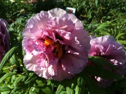 Peony Duchesse de Morny, Pivoines Rivière